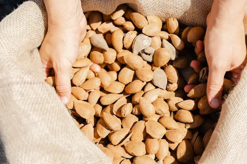 récolte amandes