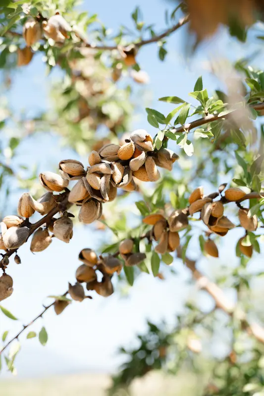 les amandes de notre exploitation